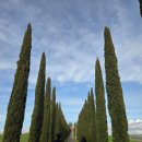 오르비에토 | 이탈리아 소도시 투어 (치비타디바뇨레조, 오르비에토, 발도르차 평원, 피엔차) 후기