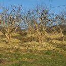 나무농장 이미지