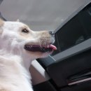 서울하은동물병원 이미지