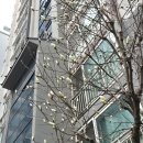 3월 30일 월요일 서울방 : 봄 꽃들의 향연 이미지