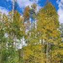 CDT 98~ 99일차, Lake City - Pagosa Springs_3 이미지