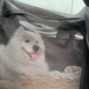 그루비독 이미지