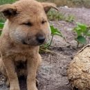 댕댕이지 이미지