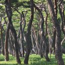 황성공원 소나무와 필름카메라 이미지