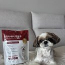 하이덴탈 | 맛+기능 모두 잡은 강아지 덴탈껌 ㅣ하이케어 덴탈츄 리뷰