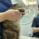 우주동물병원 | 영종도 동물병원 : 우주동물병원