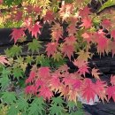 미리별