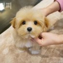 히얼퍼피 이미지