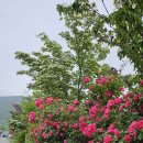 꽃이랑나무랑 이미지