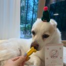 댕댕인럽 이미지