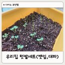 다이소 추천템 우리집 텃밭세트 깻잎,대파 키우기 한달후기