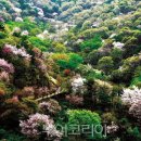 2025년4월13일(일요일)제81차 안양 명품산악회 충남 보곡산 산벚꽂길 트레킹 이미지