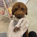 멍그레츄 이미지