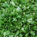 용운농장 이미지