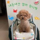 멈머 | [강아지 이동가방] 멈머 윈디백 내돈내산 후기, 메쉬 이동가방, 여름용 가방, 기내용 가방