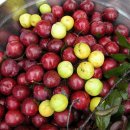 왕림농장 이미지