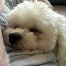 주식회사 펫츠 원 | 생후 9개월차 잠복고환 중성화 수술 후기(피부잠복고환/피하잠복)