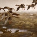 메리 올리버 / 기러기 Wild geese 이미지