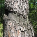 산수목장 이미지