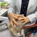 더 반려 강아지분양 고양이분양 잠실본점 이미지