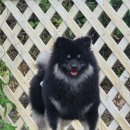 도르멍멍 이미지