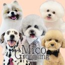 미코 그루밍 이미지