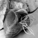 서울한빛동물병원 이미지