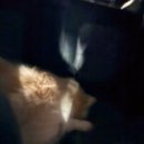 동탄24시동물의료센터 | 24시동탄시티동물의료센터 주차 노견진료 노령견진료