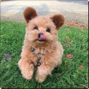 하얀강아지 이미지