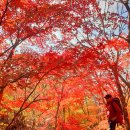 방계 이미지