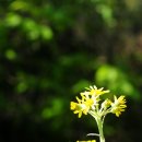 솜방망이 이미지