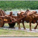 워낭소리 이미지