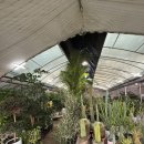 신흥 | 영천 꽃집 추천 신흥화훼 반려화분 마지나타 구매후기