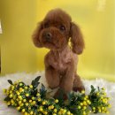 오수의과 동물병원 이미지