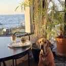 스테이카멜7 이미지