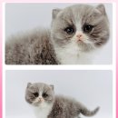 고양이 분양 제나캣 울산점 | 귀여움 폭발! 울산 노르웨이숲 고양이분양 제나캣 울산점 방문기