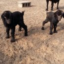 이산흑염소 이미지