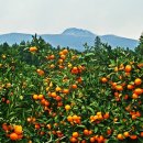 귤림추색 이미지