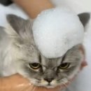 스완코코 이미지