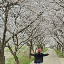 (주)소리안 광주전남지사 | 숨겨진 광주근교 벚꽃 명소, 화순 능주교 벚꽃 만발 이번주가 절정!