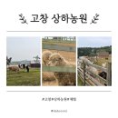 고창 상하농원 후기｜입장료, 농원식당, 동물먹이주기까지 가족여행 추천