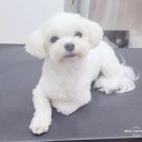 마미펫살롱 이미지