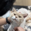 함께냥 본점 이미지