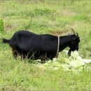 온누리흑염소 이미지