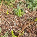 소국 | 봄을 알리는 꽃 제주 수국, 원평소국 심은 후기