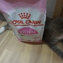 Royal Poodle | 어린 고양이사료 추천 :) 로얄캐닌 영양맞춤 고양이사료