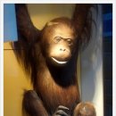 에콜로지아 이미지