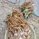 자연부화장 이미지