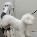 단풍이네 그루밍샵 이미지