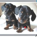 닥터훈트 이미지